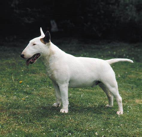 Bull Terrier